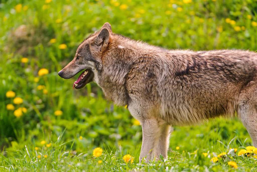 4. Wolves Are Dangerous Pests (image credits: flickr)
