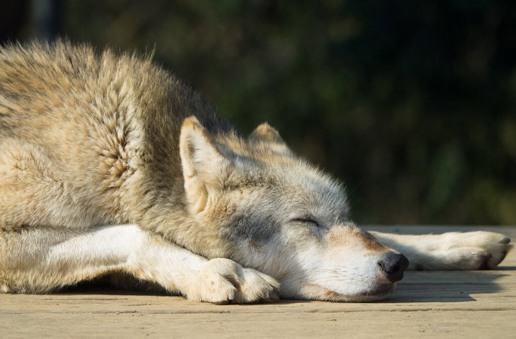 3 Myths About Wolves That Are Surprisingly True (image credits: flickr)