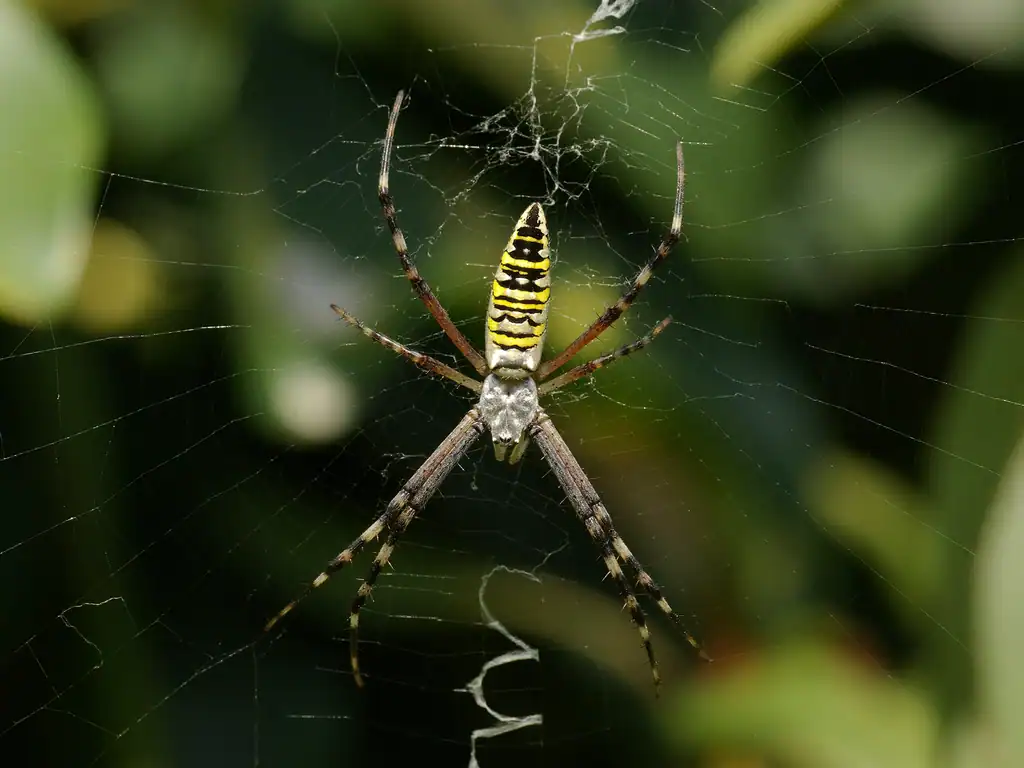 The Classic Orb Web: Nature's Perfect Circle (image credits: rawpixel)