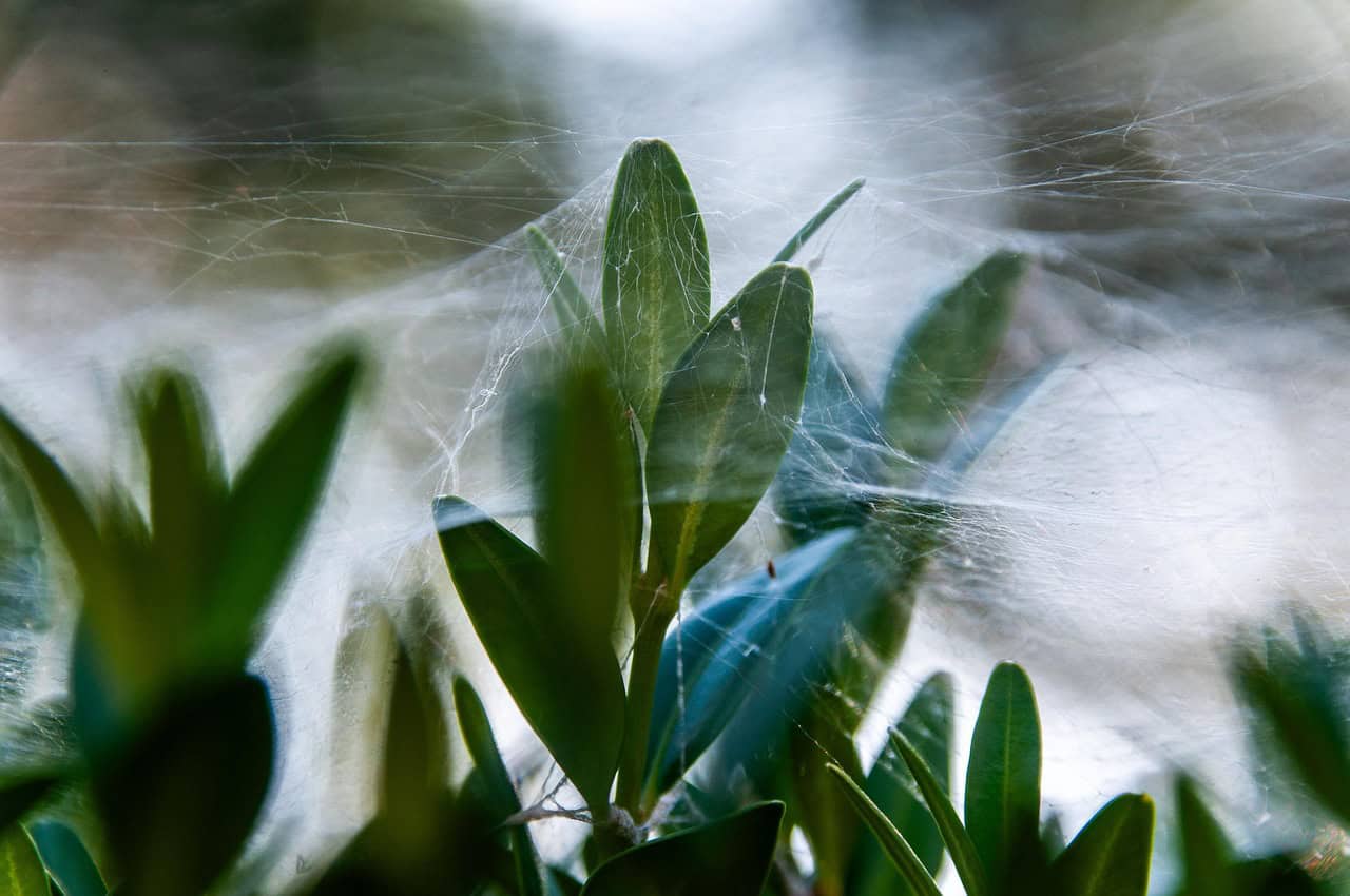 Cobwebs: The Messy Masters of Efficiency (image credits: pixabay)