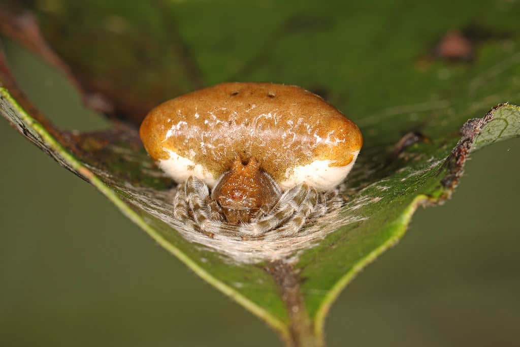 Bolas Webs: The Spider's Fishing Line (image credits: flickr)