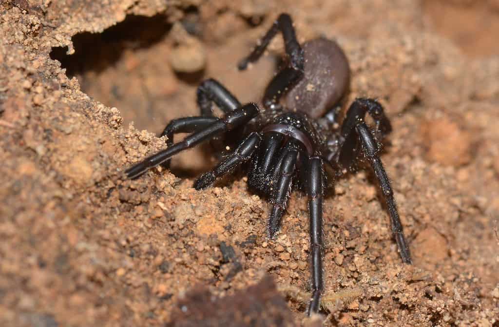 Trapdoor Webs: The Ultimate Ambush Platform (image credits: flickr)