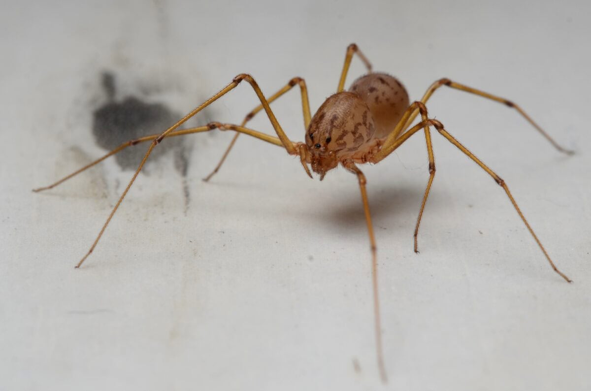 Spitting Spider Webs: Biological Glue Guns