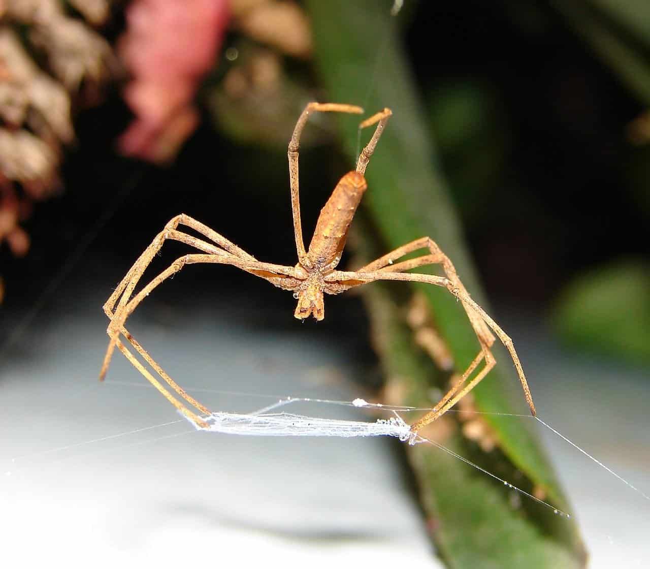 Net-Casting Spider Webs: The Gladiator's Net (image credits: Alien awaiting-Best viewed large, CC BY 2.0, https://commons.wikimedia.org/w/index.php?curid=3144014)