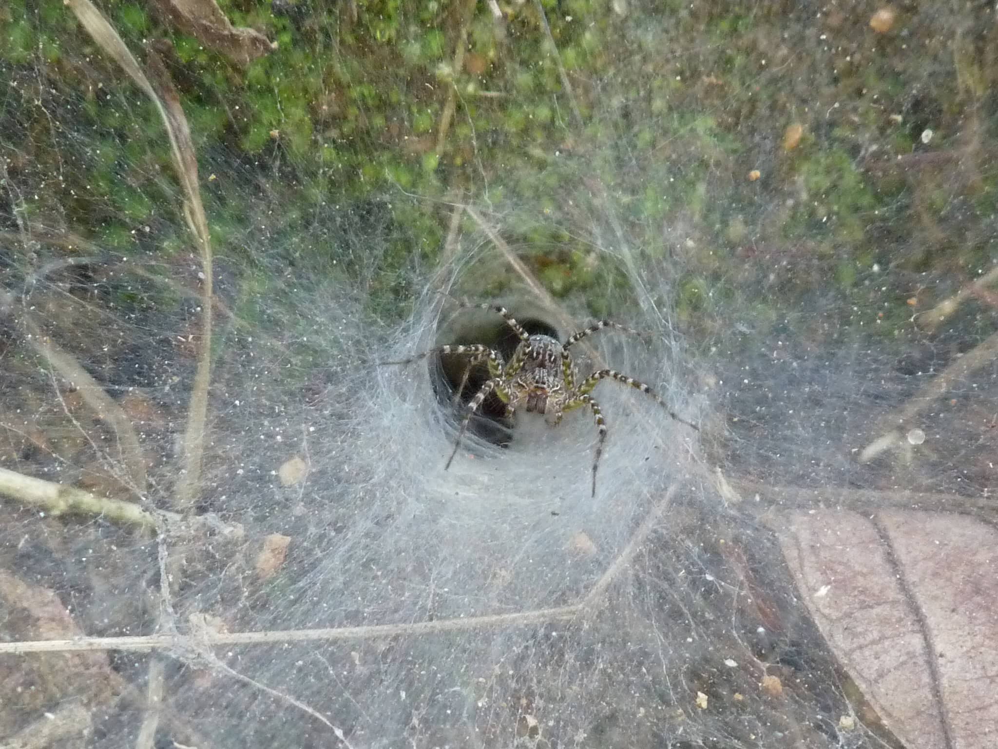 Retreat Webs: The Spider's Safe House (image credits: wikimedia)