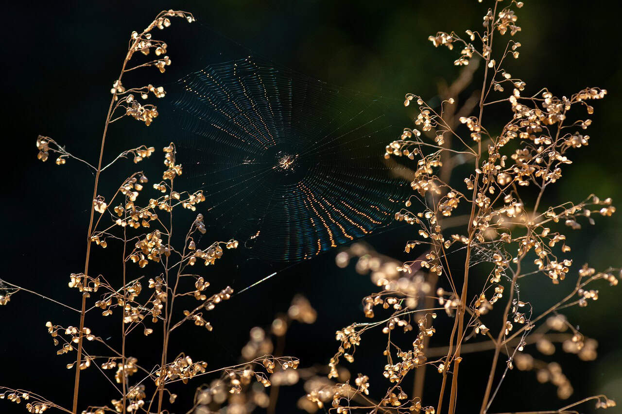 Pirate Spider Webs: Hijacking Other Species' Traps (image credits: pixabay)
