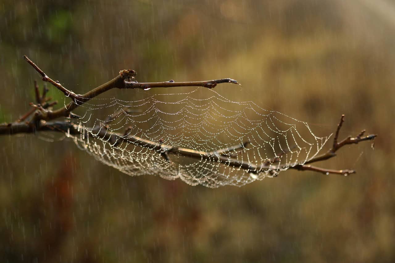 Seasonal Web Variations: Adapting to Environmental Changes (image credits: pixabay)
