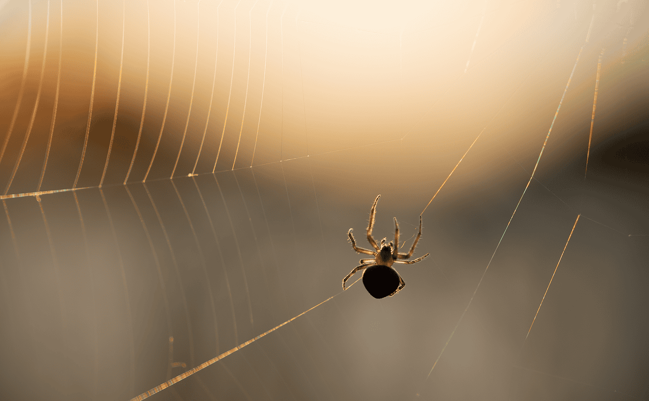 Conclusion: The Marvel of Spider Engineering (image credits: pixabay)