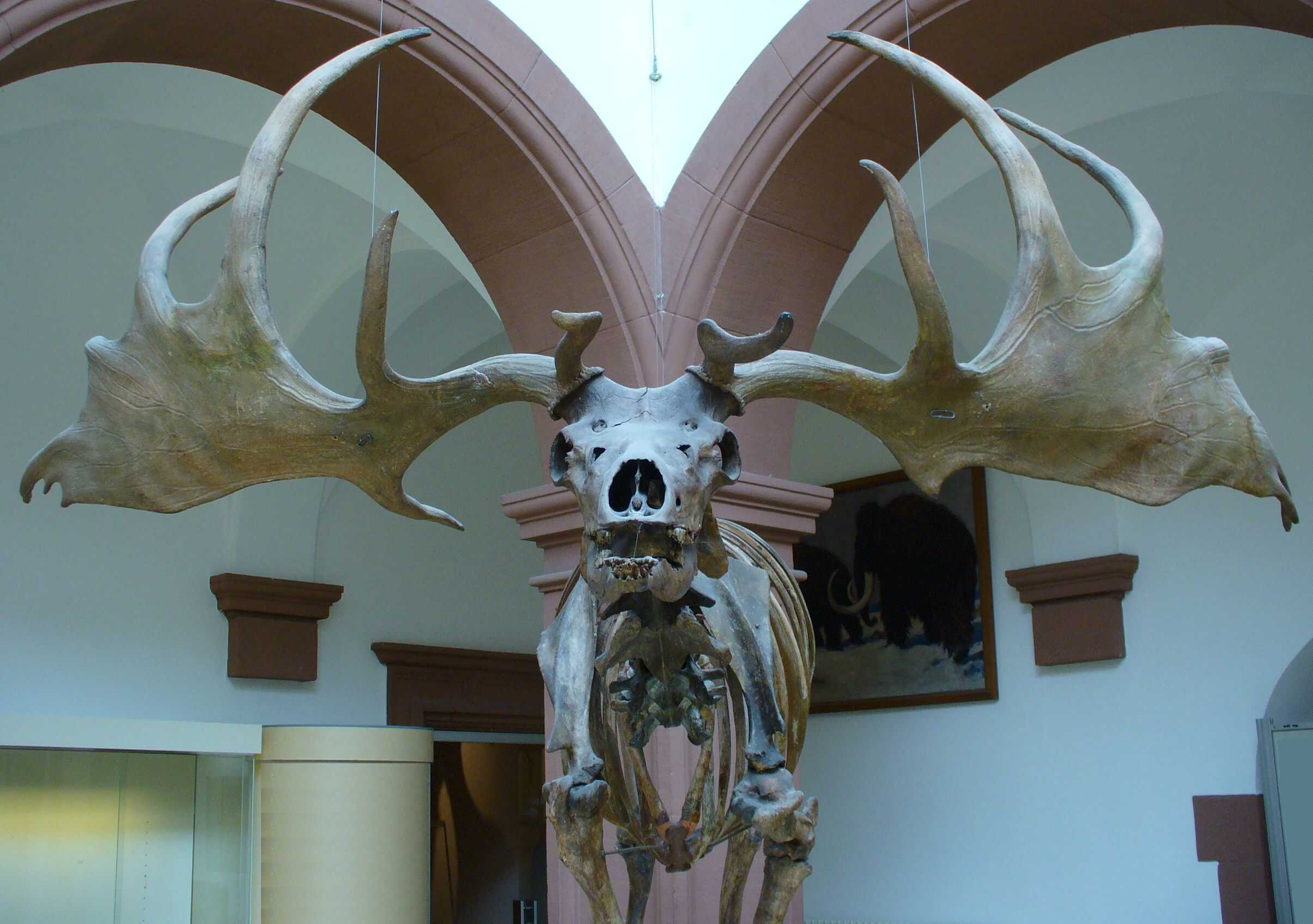 The Evolutionary Marvel of Megaloceros (image credits: wikimedia)