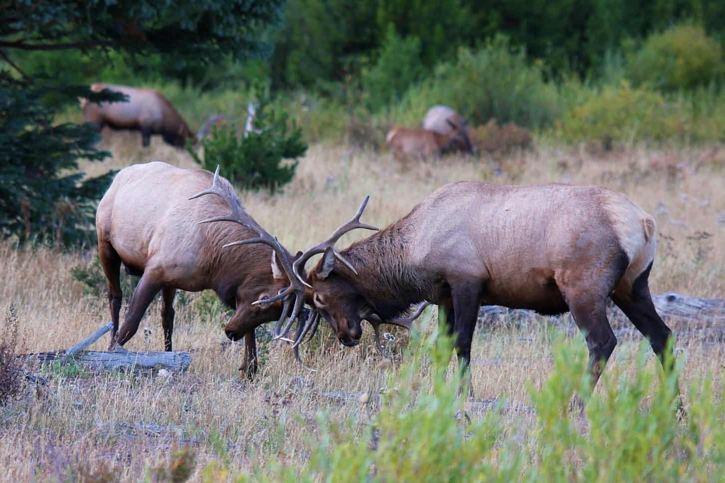 Antler Combat and Territorial Disputes (image credits: wikimedia)