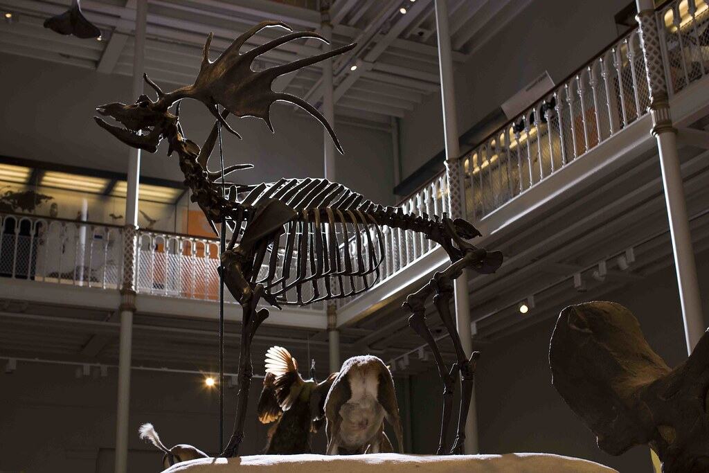 The Anatomy of Giant Antlers (image credits: flickr)