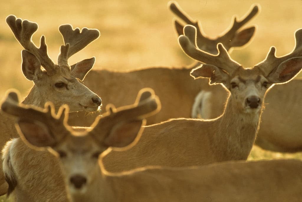 Seasonal Growth and Regeneration (image credits: flickr)