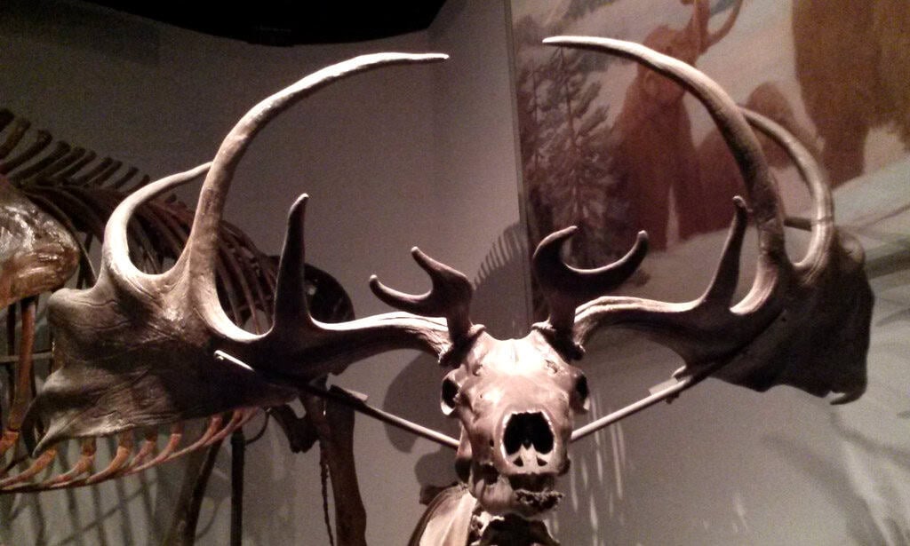 Comparison with Modern Deer Species (image credits: flickr)