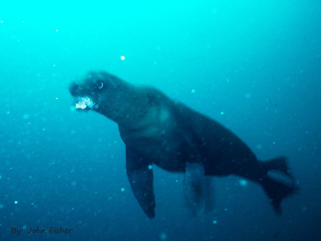 3. Diving with Sea Lions in California (image credits: flickr)