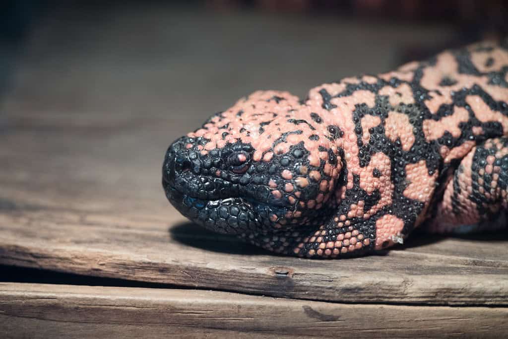 6. Gila Monster (image credits: flickr)