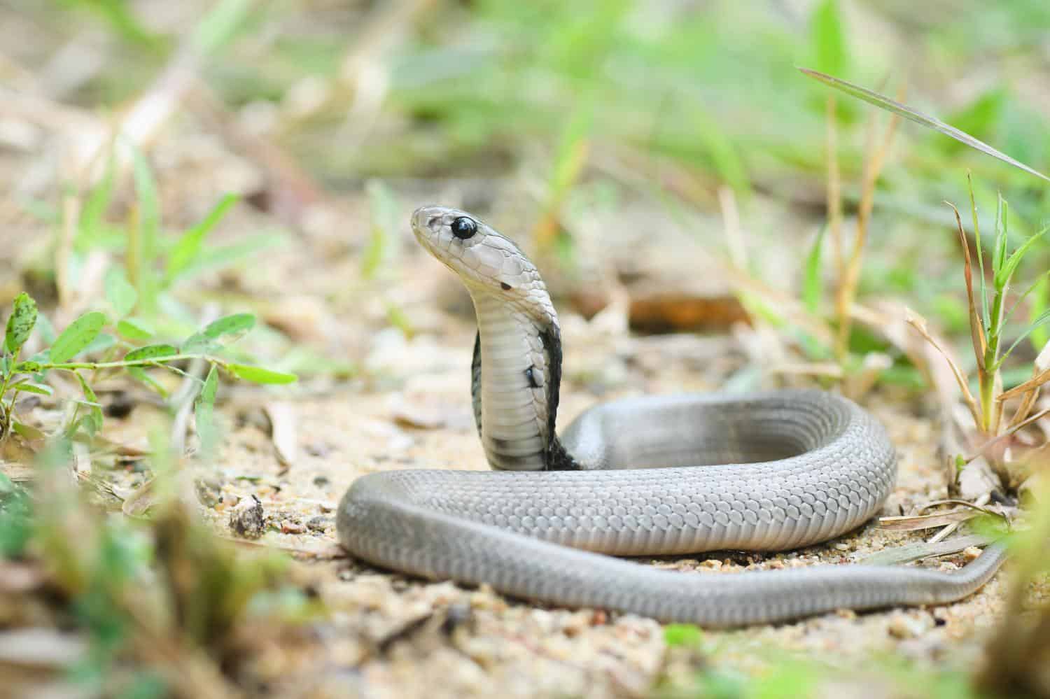5. King Cobra (image credits: wikimedia)