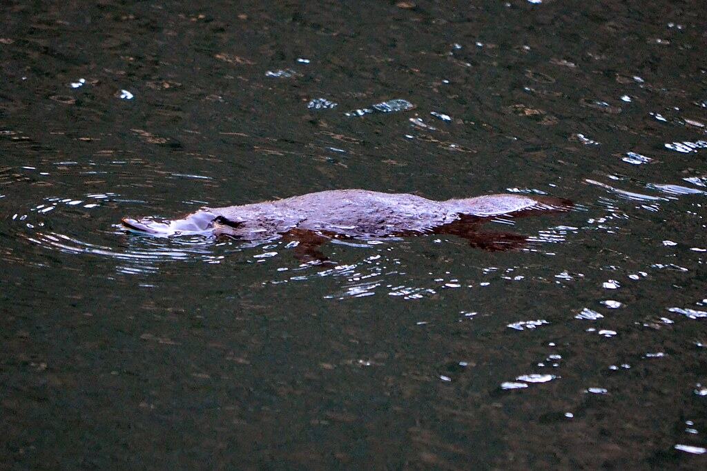 3. Platypus (image credits: flickr)