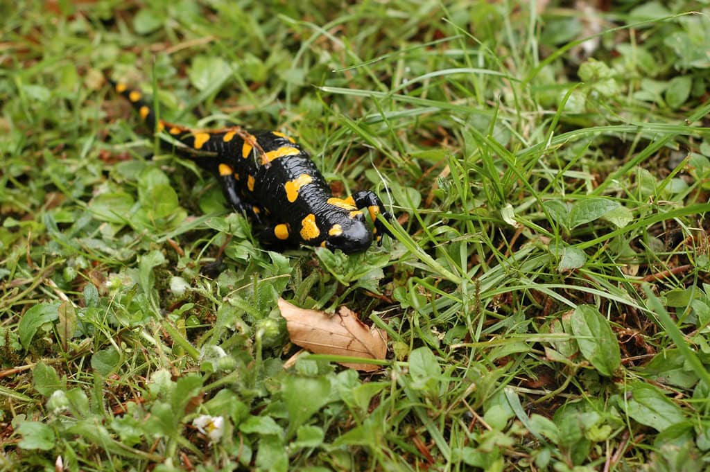 2. European Fire Salamander (image credits: flickr)