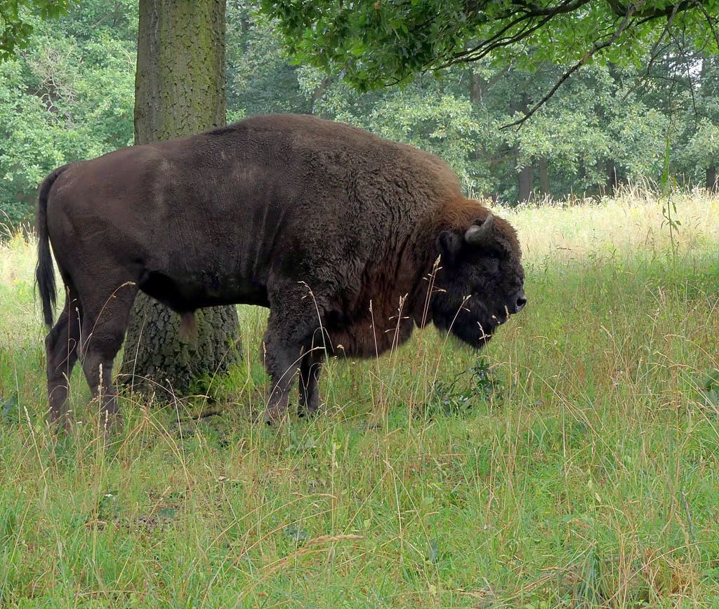 7 European Bison (image credits: flickr)