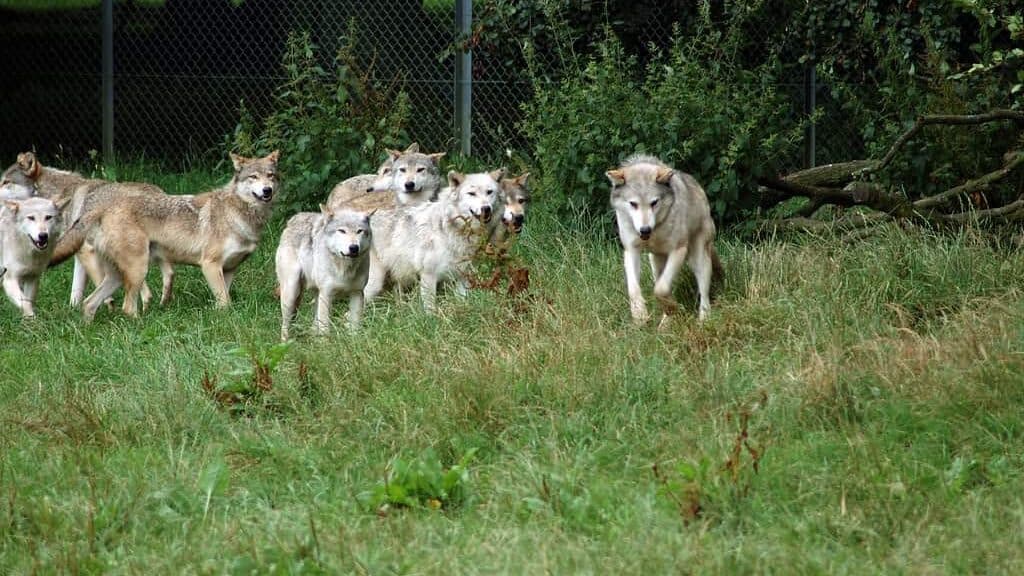 10. Wolf and the Power of Loyalty