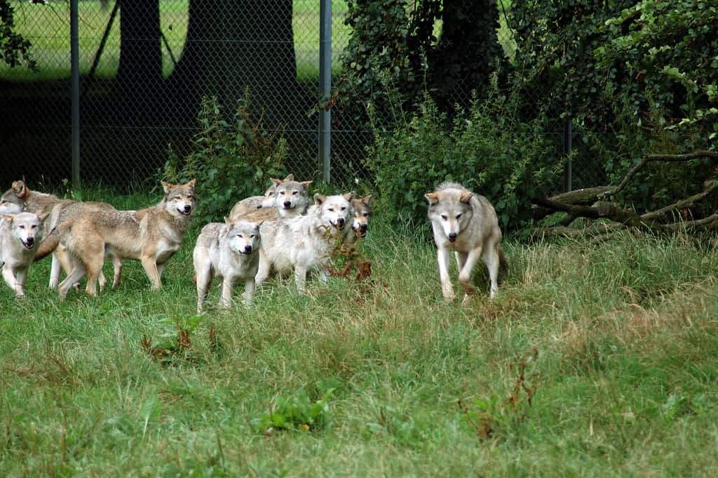 10. Wolf and the Power of Loyalty (image credits: flickr)