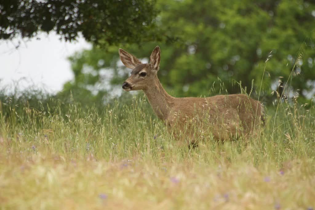 3. Deer Grace and Gentleness (image credits: flickr)