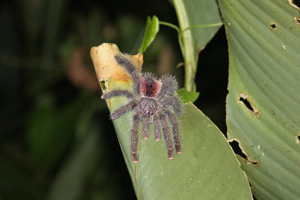 Pink Toe Tarantula: The Gentle Giant with Style (image credits: flickr)