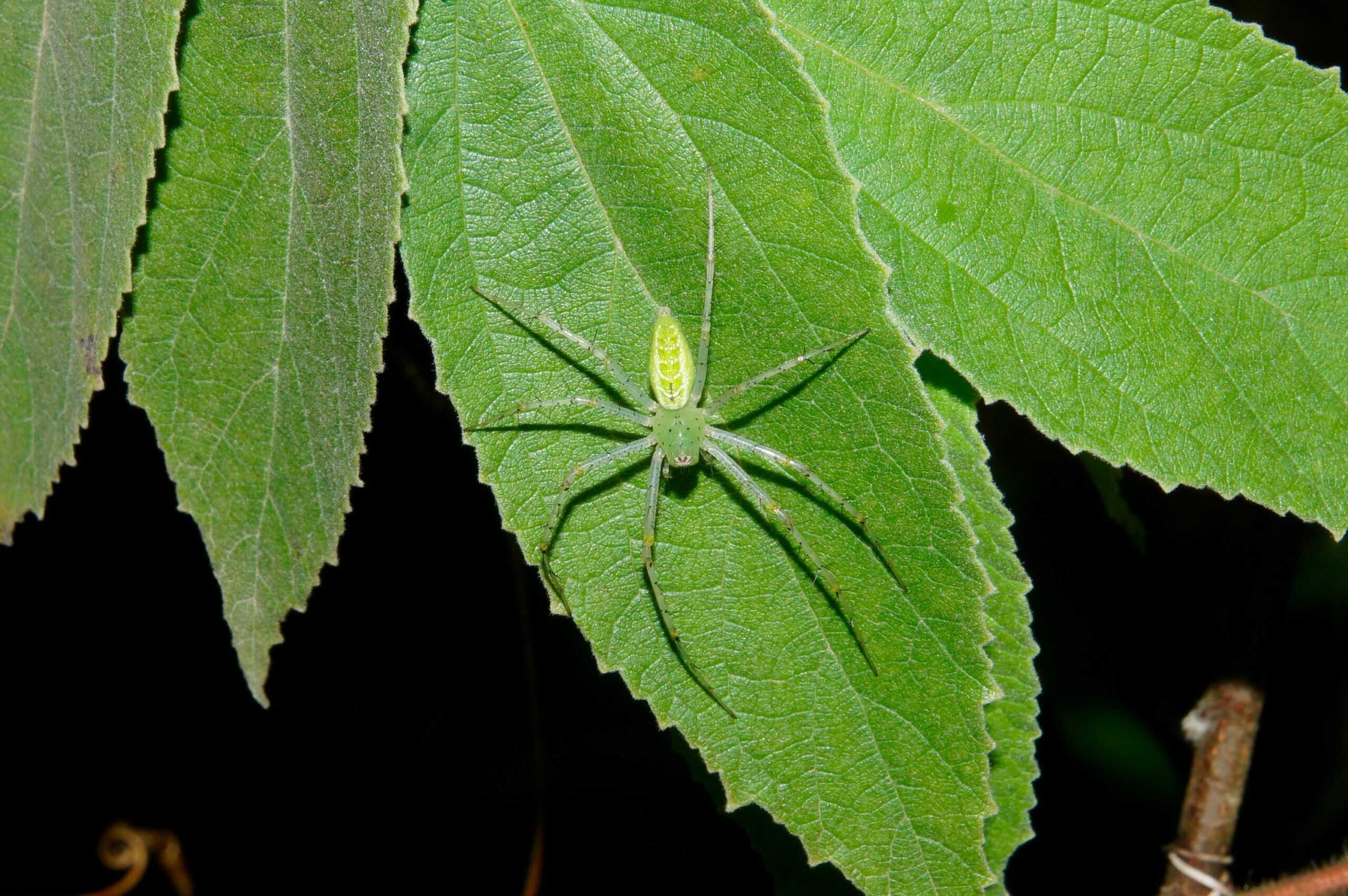 Lynx Spider: The Green Hunter (image credits: wikimedia)
