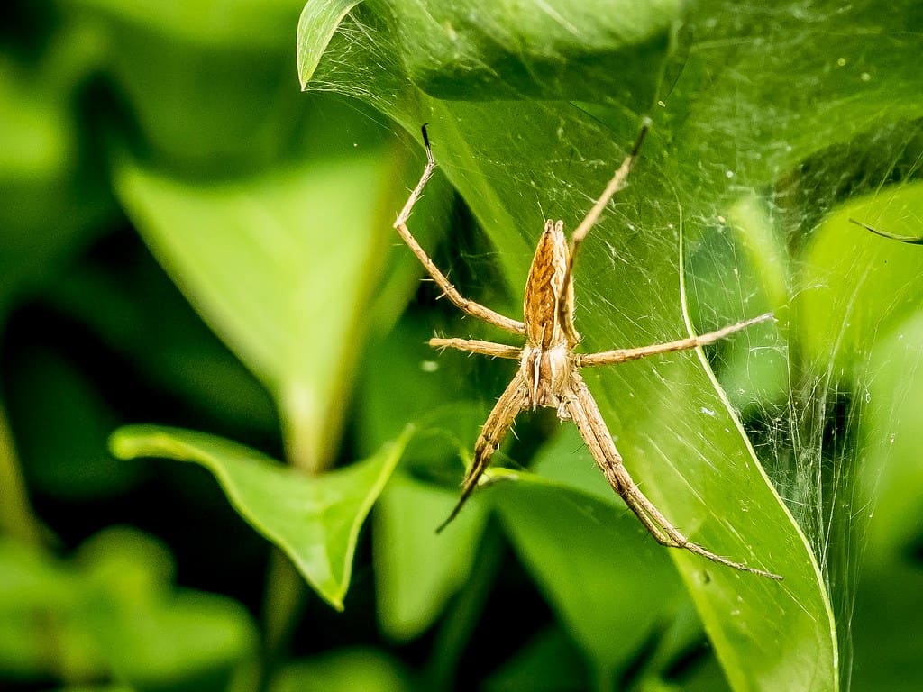 Nursery Webs: Protective Parenting Structures