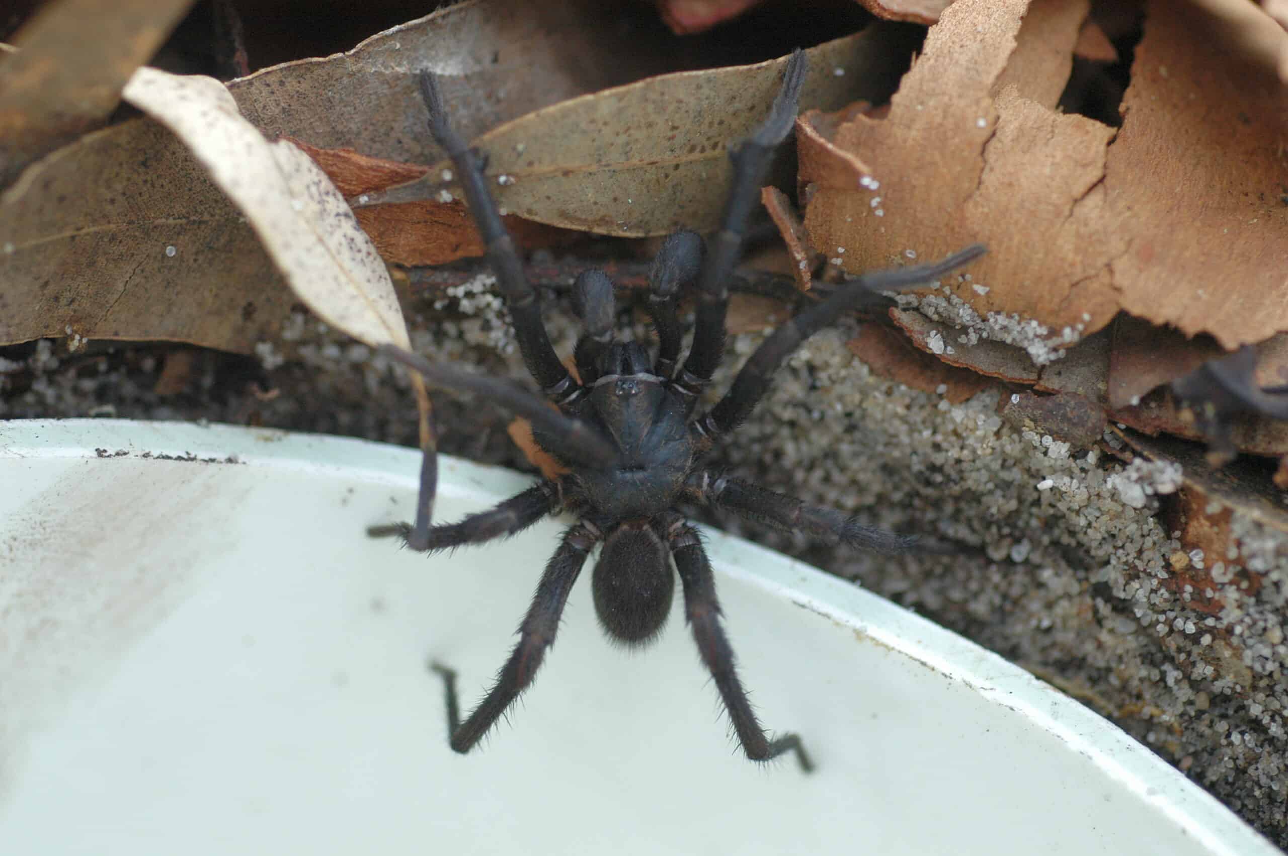 Funnel Web Spider: The Tunnel Vision Predator (image credits: wikimedia)