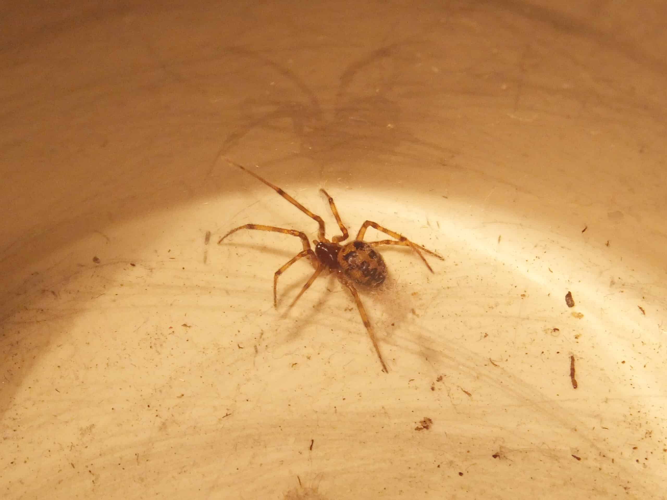 Cobweb Spider: The Recycling Expert (image credits: By Syrio, CC BY-SA 4.0, https://commons.wikimedia.org/w/index.php?curid=52759047)