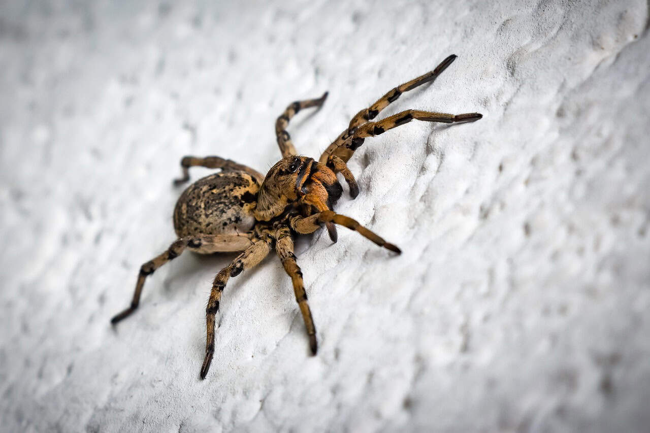 Mesh Web Spider: The Net Weaver (image credits: pixabay)