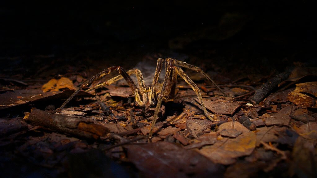 Conclusion: The Intricate Web of Amazon Biodiversity (image credits: flickr)