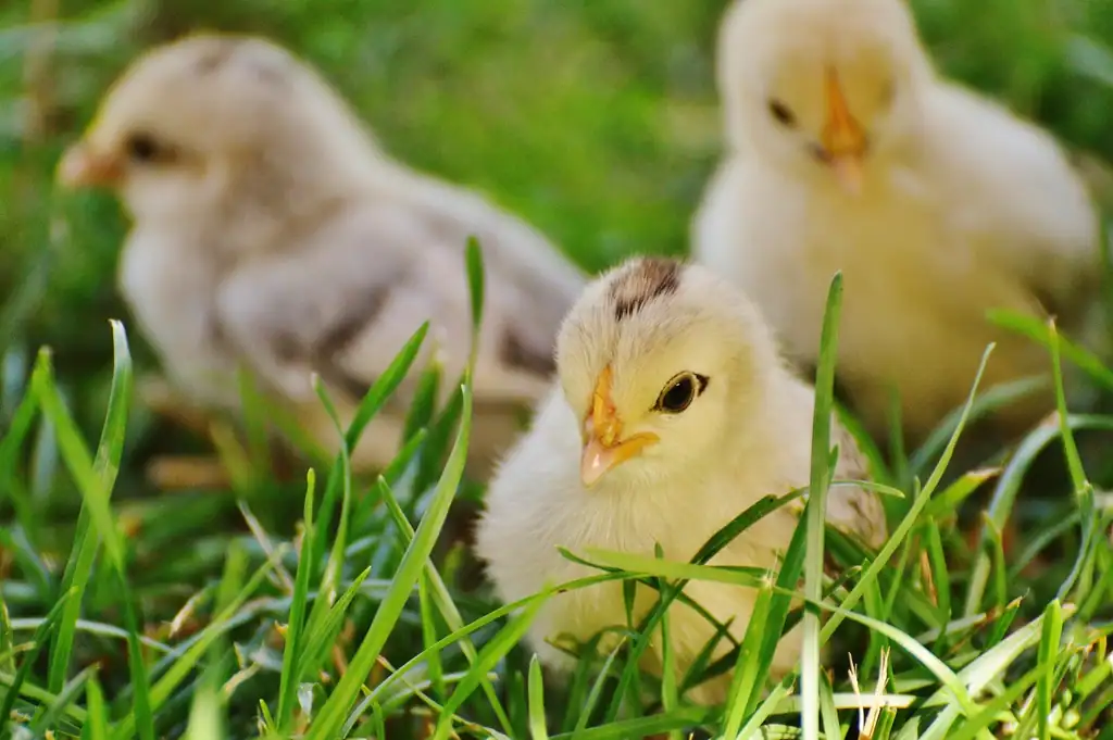 7. Chicks (image credits: rawpixel)