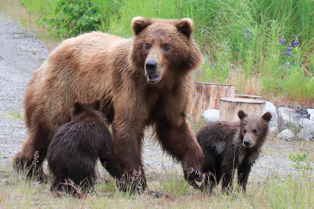 5. Bear Cubs (image credits: flickr)