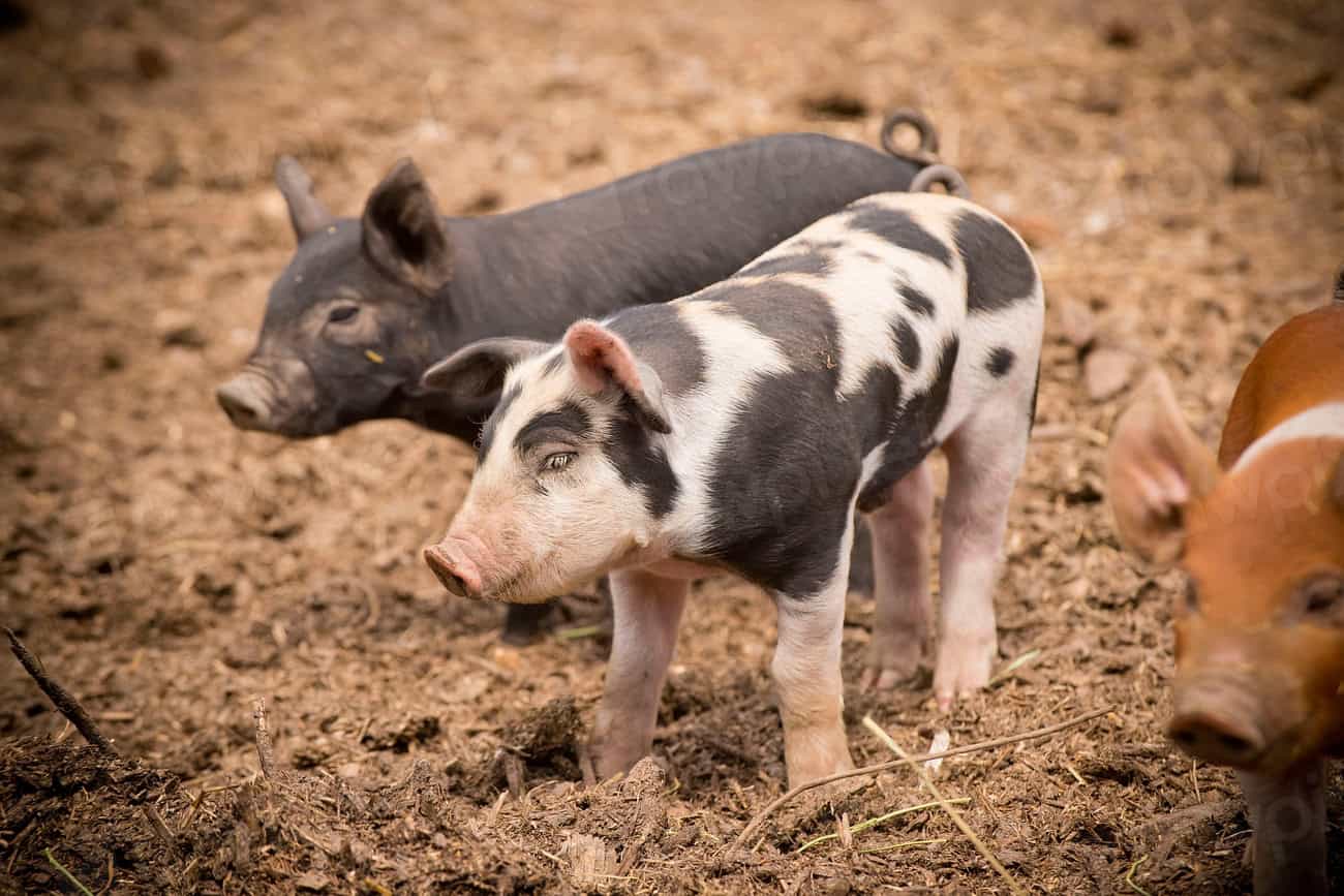 3. Piglets (image credits: rawpixel)