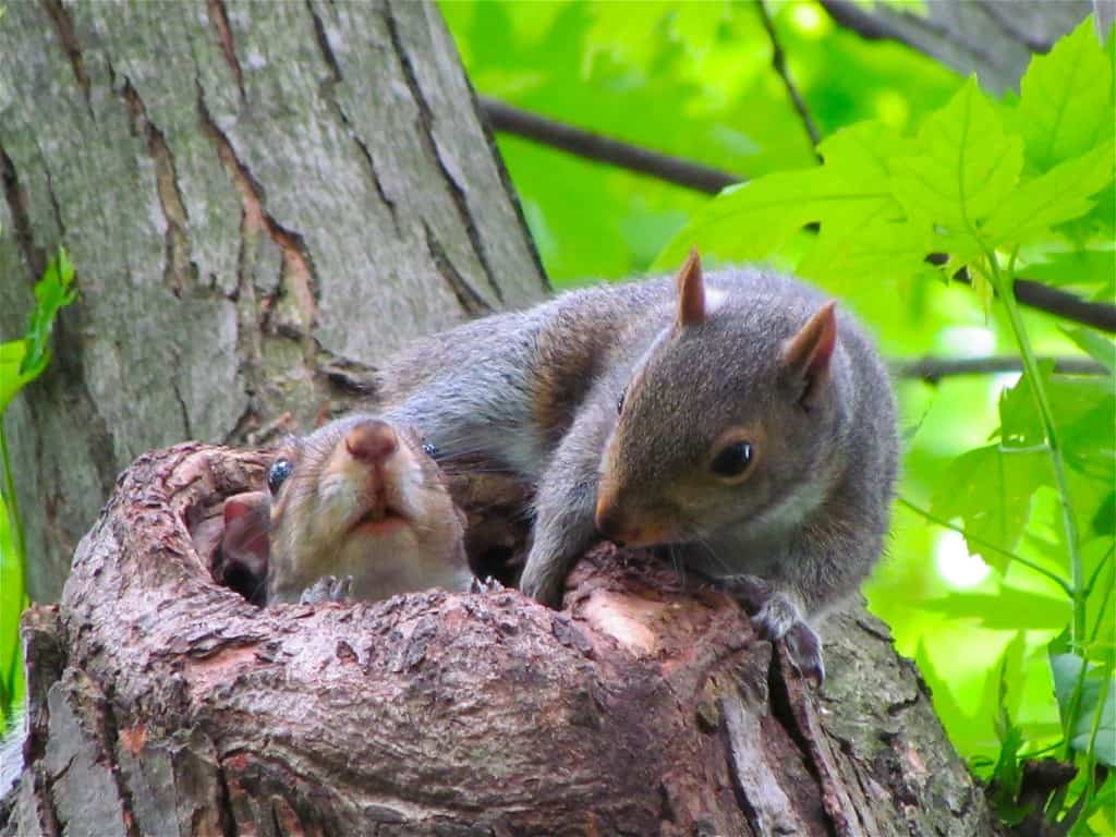 2. Squirrel Kits (image credits: flickr)