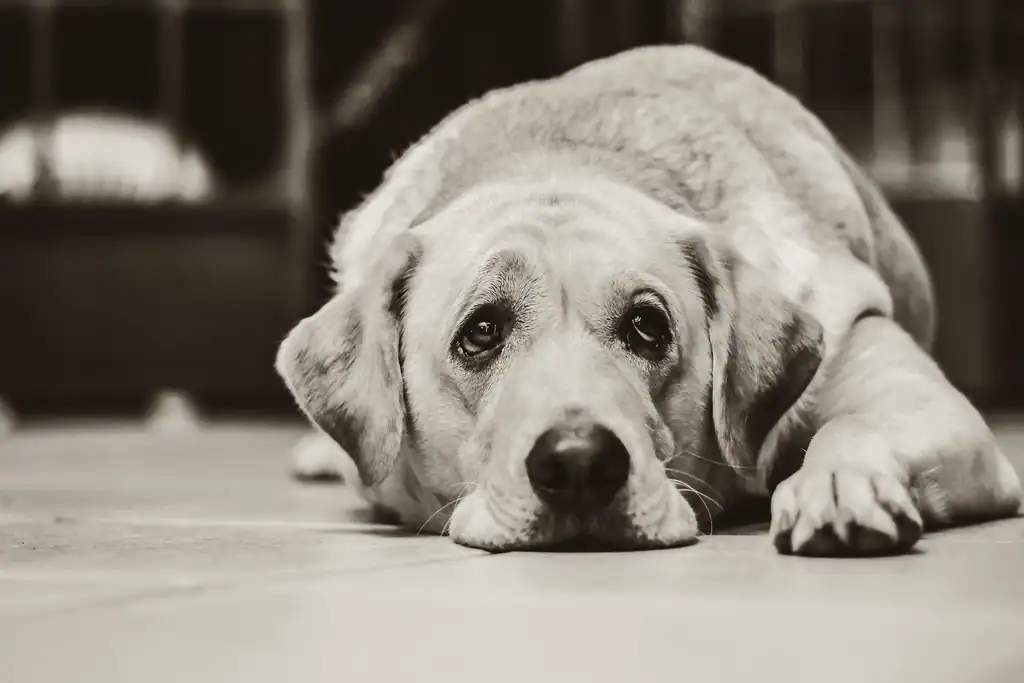 Giving Senior Animals a Final Chance (image credits: rawpixel)