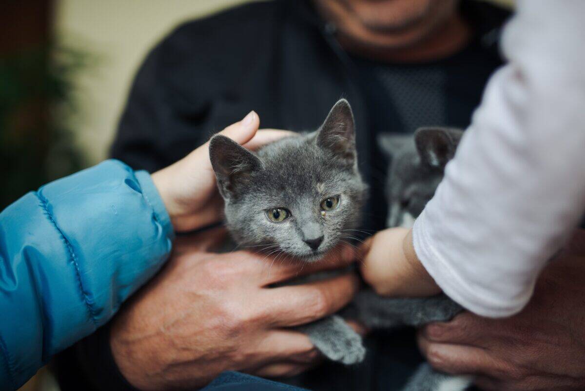 Encouraging Responsible Pet Ownership