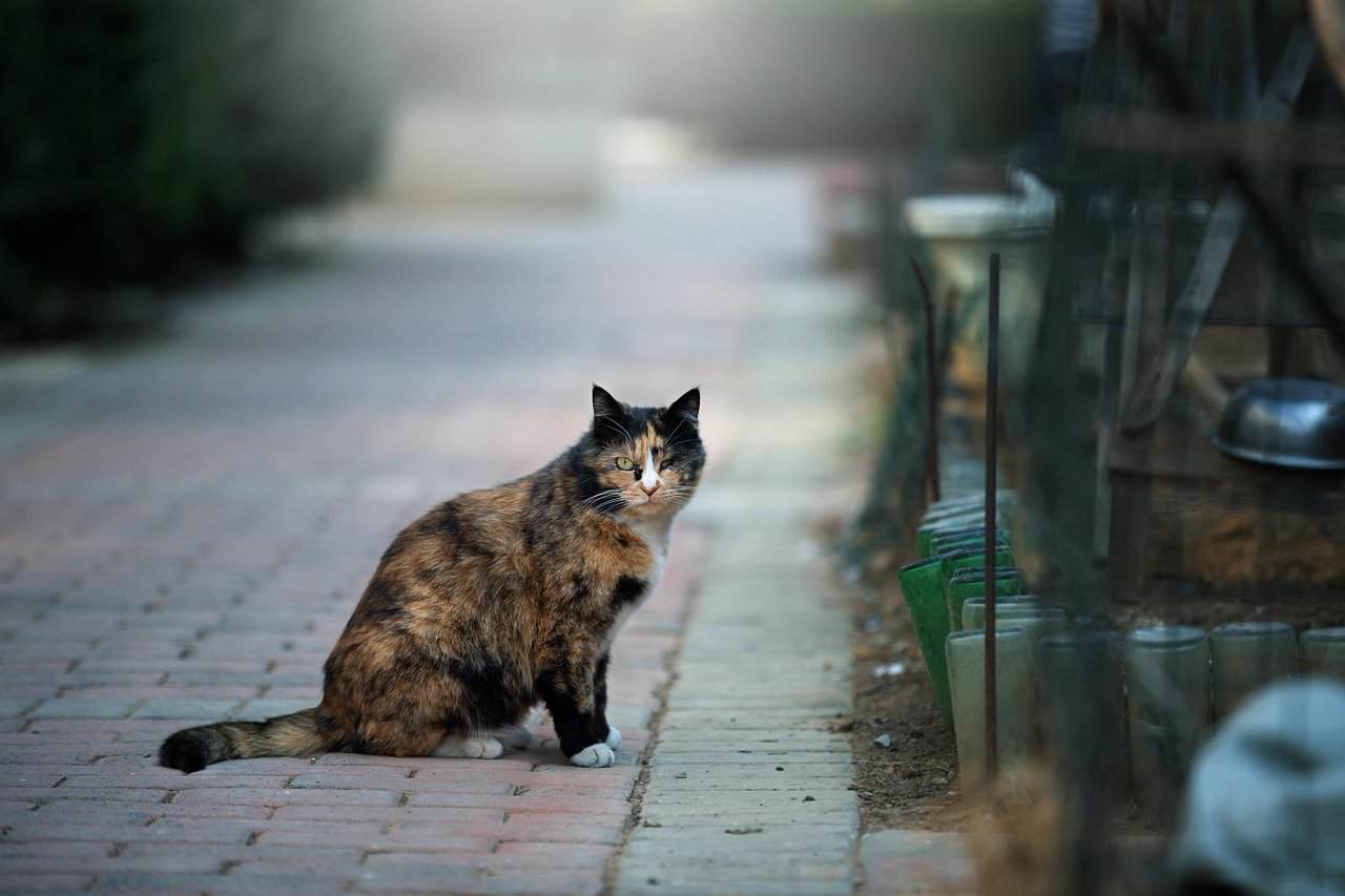 Protecting Wildlife Through Responsible Pet Ownership (image credits: pixabay)