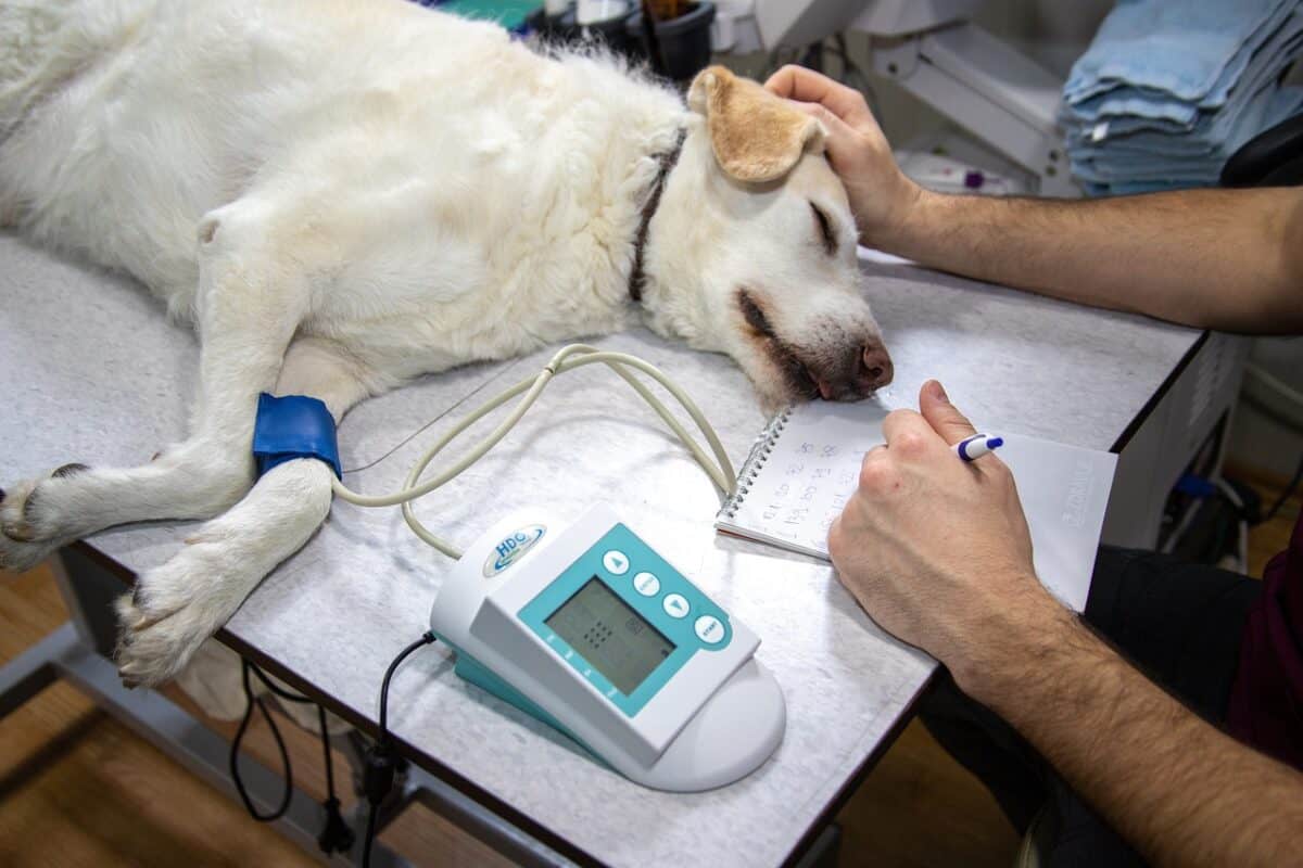 Funding Medical Care for Sick and Injured Animals