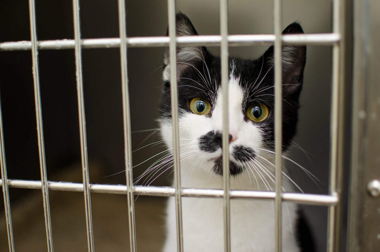 Reducing Euthanasia Rates Through Adoption Success (image credits: pixabay)