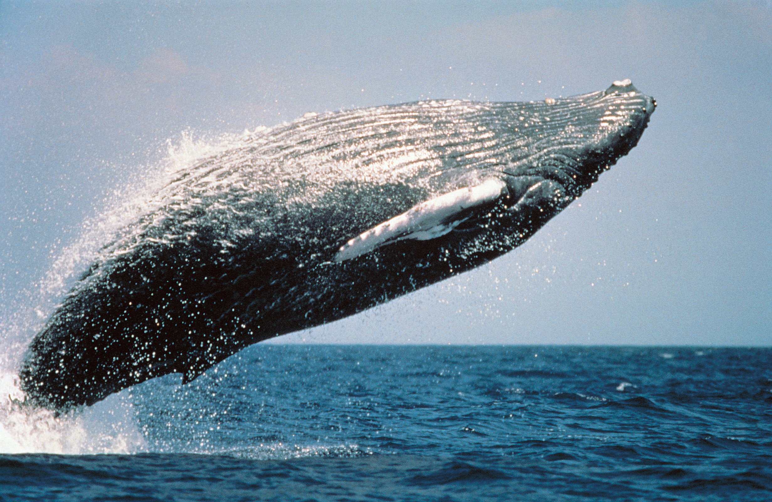 Humpback Whales (image credits: wikimedia)