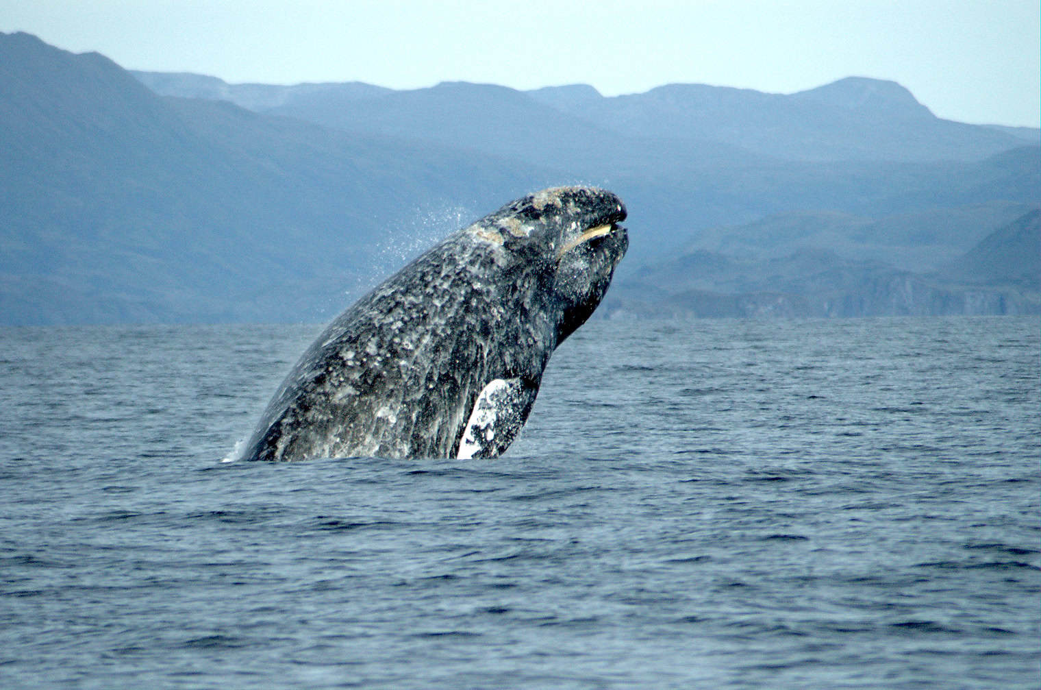 Gray Whales (image credits: wikimedia)