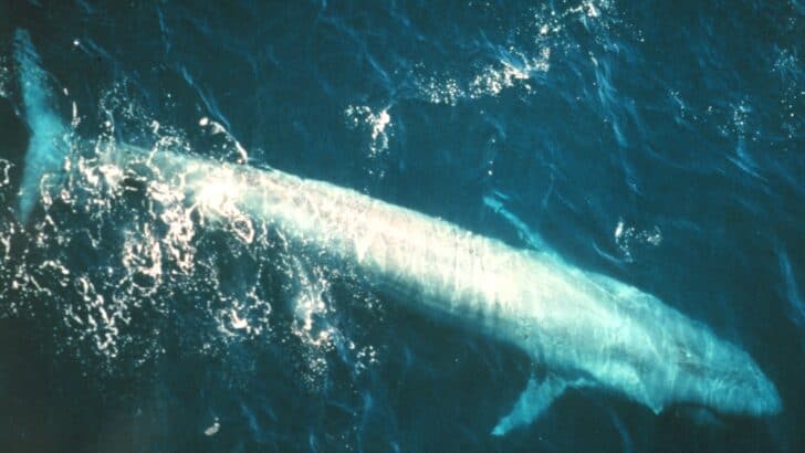 The Blue Whale: Earth’s Biggest Animal Ever, Even Larger Than Dinosaurs