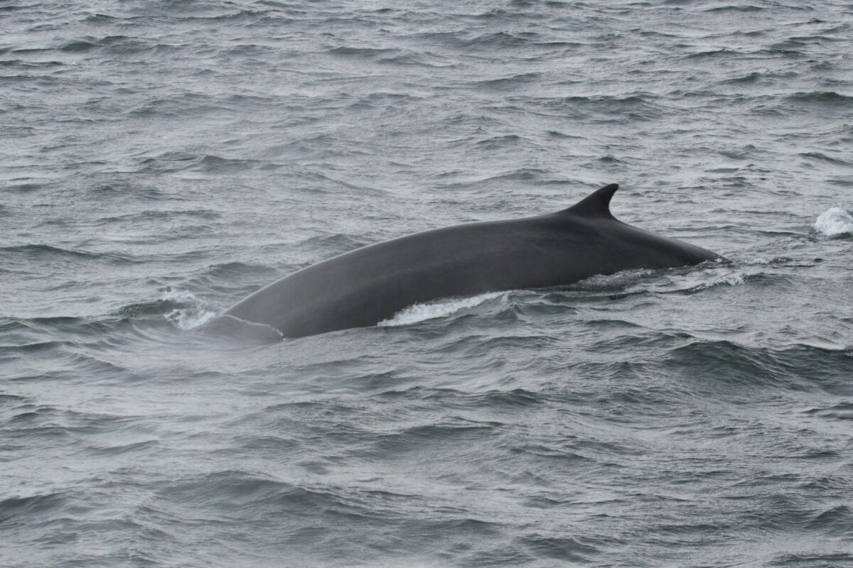 Fin Whales