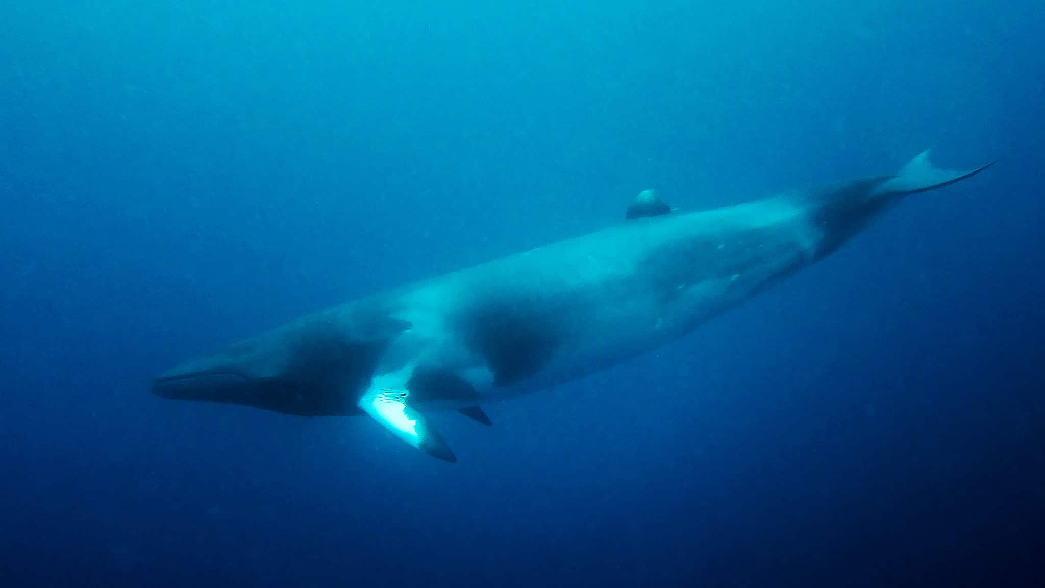 Minke Whales