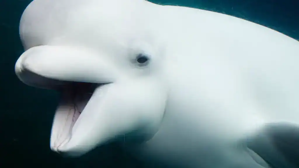 Beluga Whales