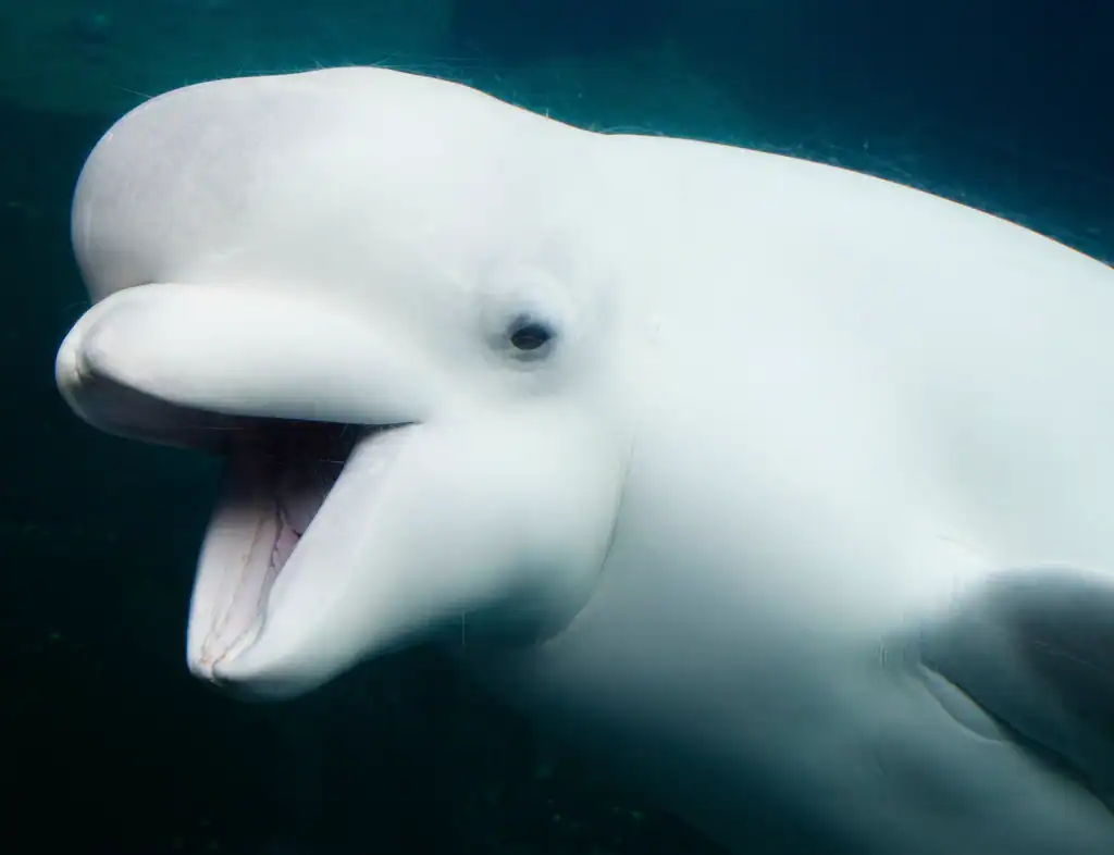 Beluga Whales (image credits: rawpixel)