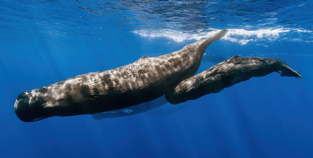 Sperm Whales
